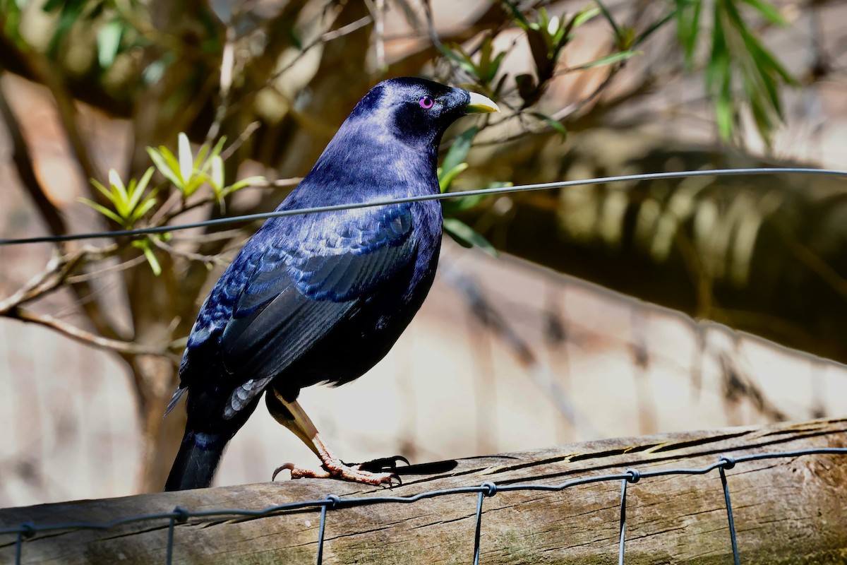 atlaskgartner - ML647685555