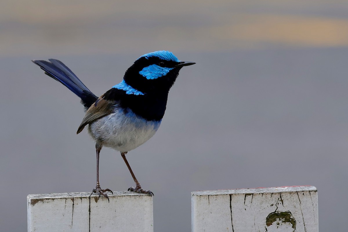 blåalvesmett - ML647685570