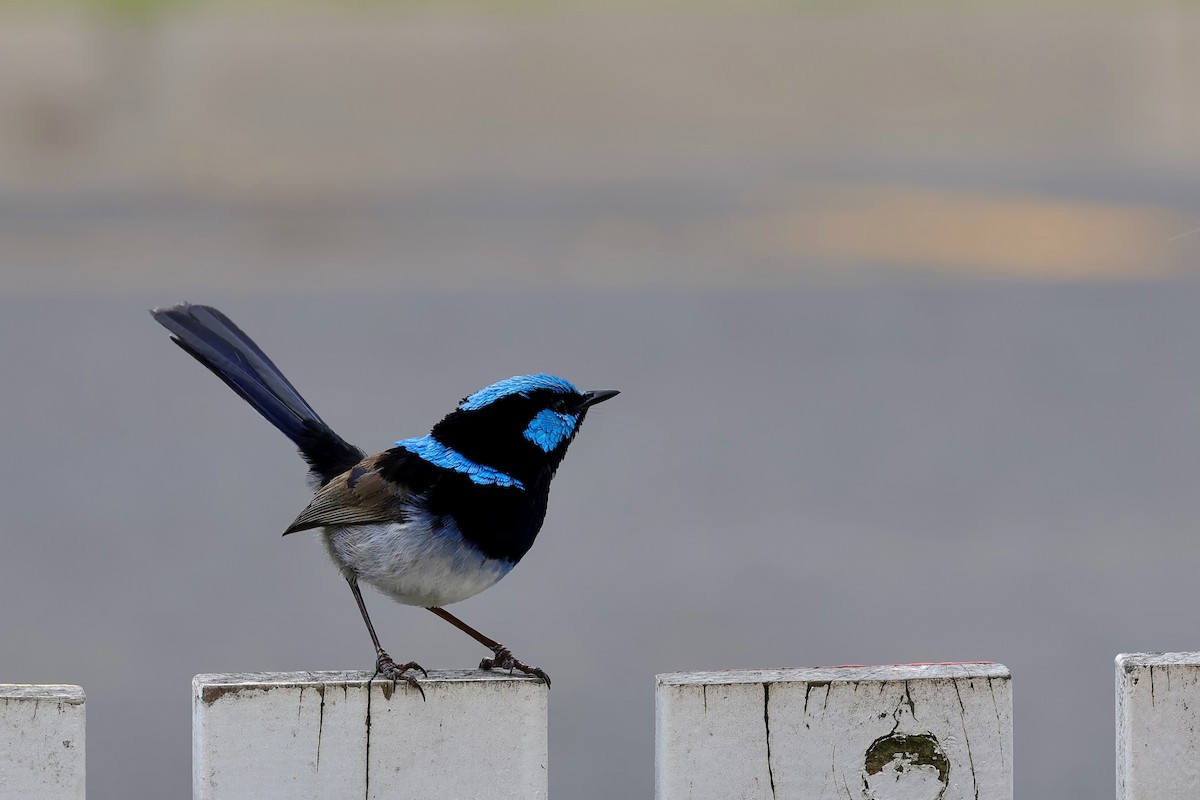 blåalvesmett - ML647685571