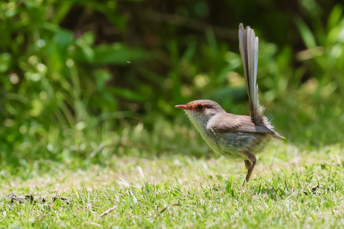 blåalvesmett - ML647685572