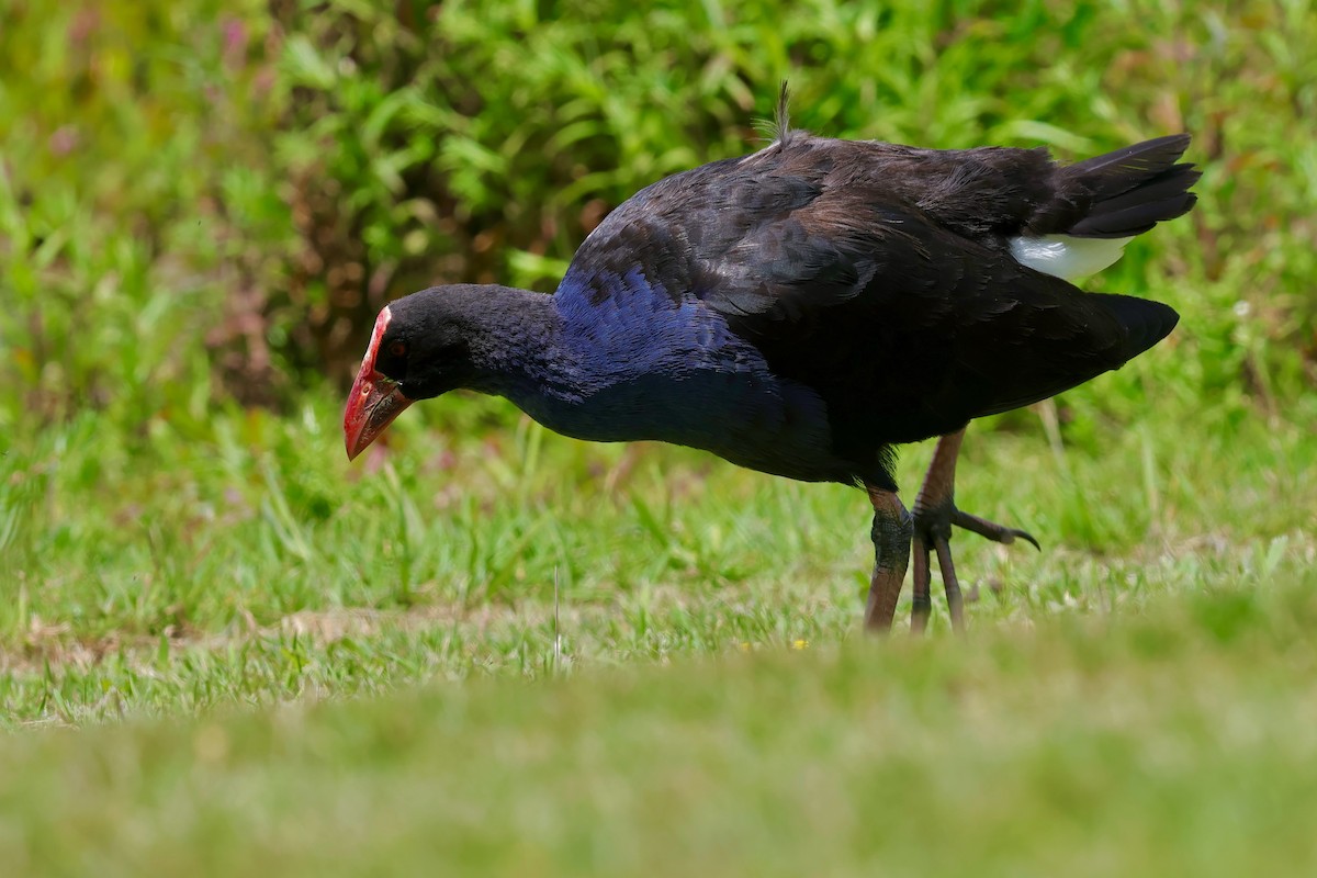 brunryggsultanhøne - ML647685583