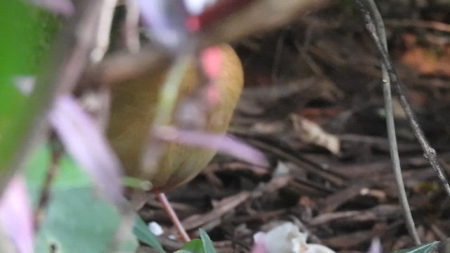 Indian Pitta - ML647685611