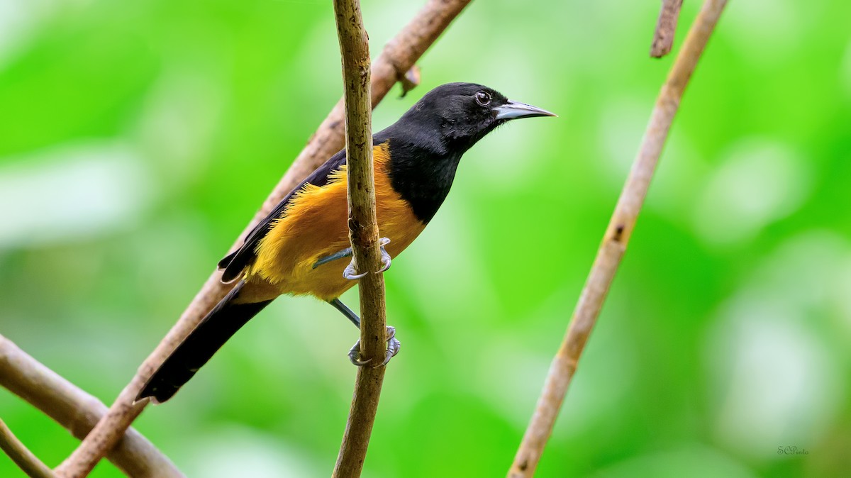 Montserrat Oriole - ML647685614