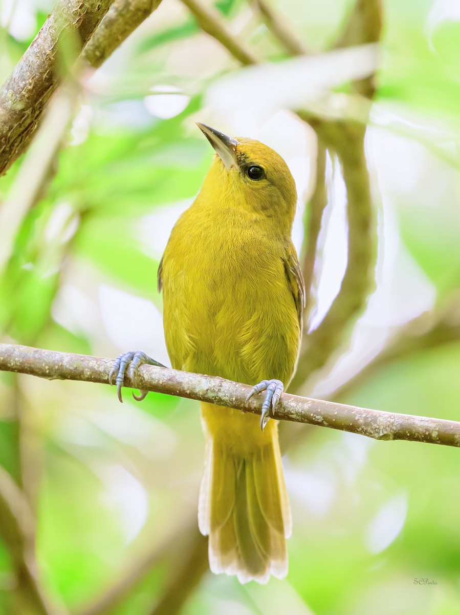 Montserrat Oriole - ML647685615