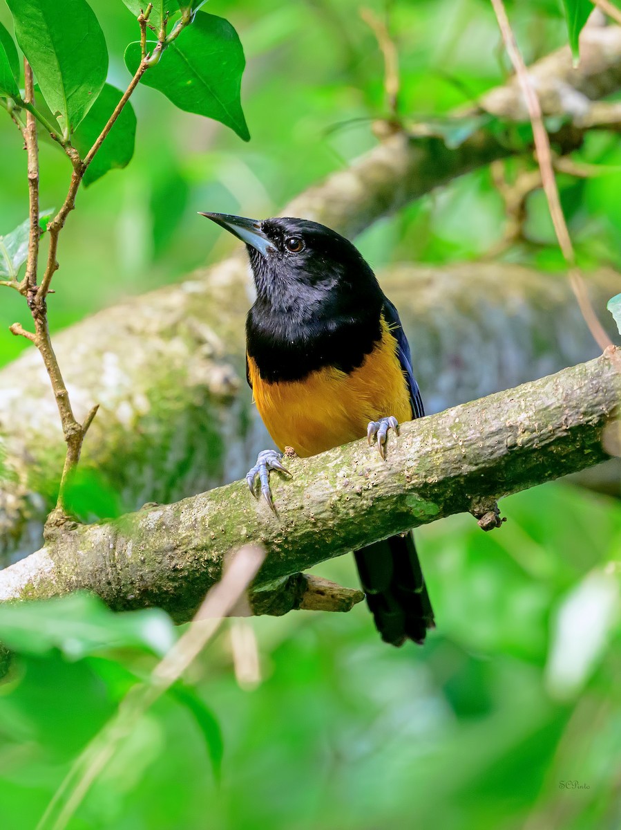 Montserrat Oriole - ML647685616
