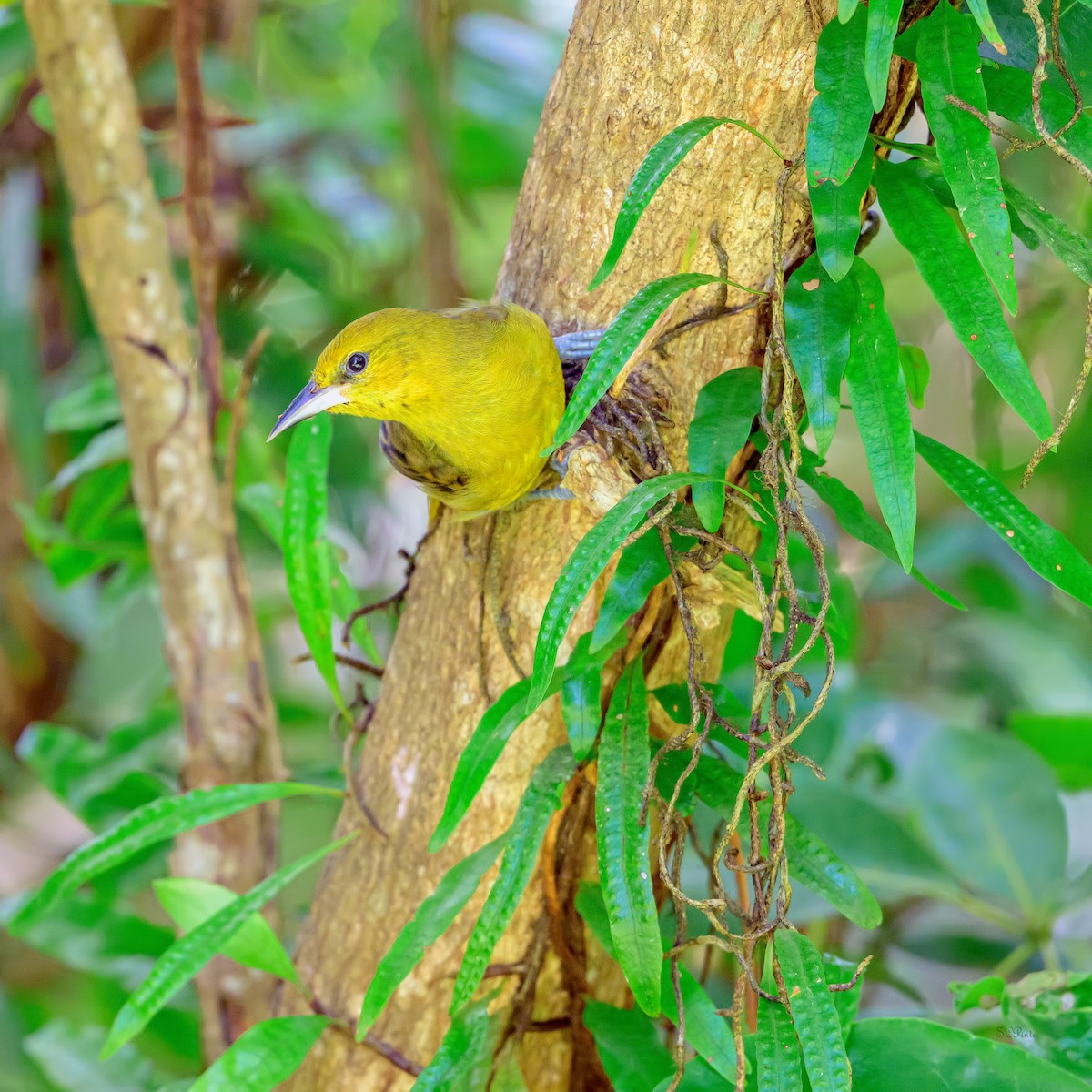 Montserrat Oriole - ML647685617