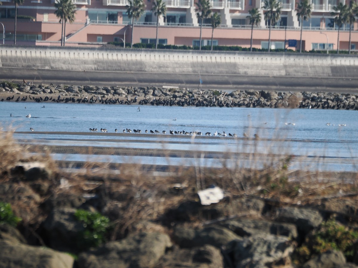 蠣鴴 - ML647685618