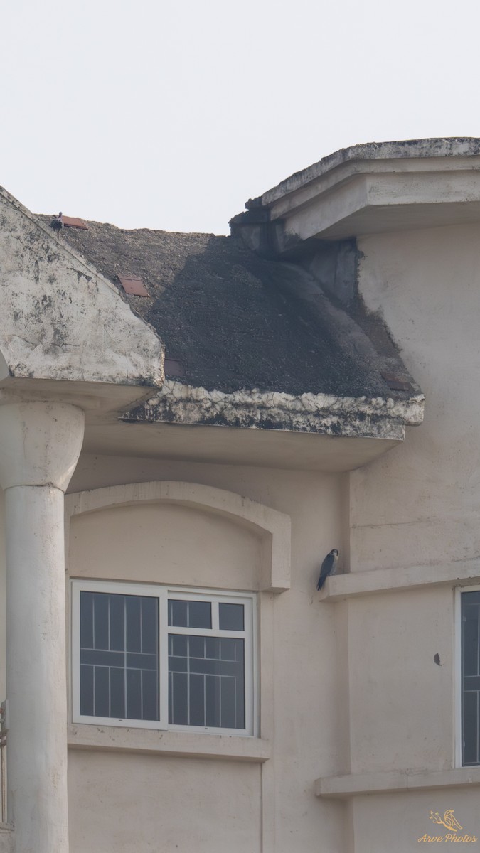 Peregrine Falcon - ML647685619