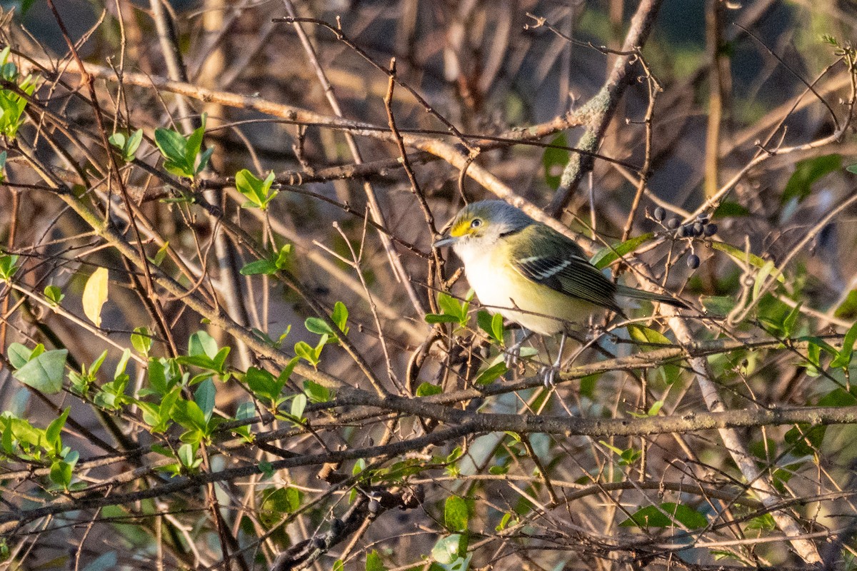 Weißaugenvireo - ML647685640