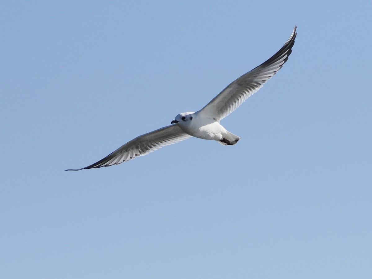 黑嘴鷗 - ML647685645