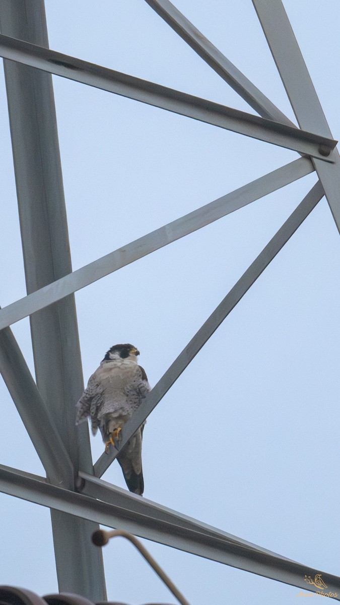Peregrine Falcon - ML647685650