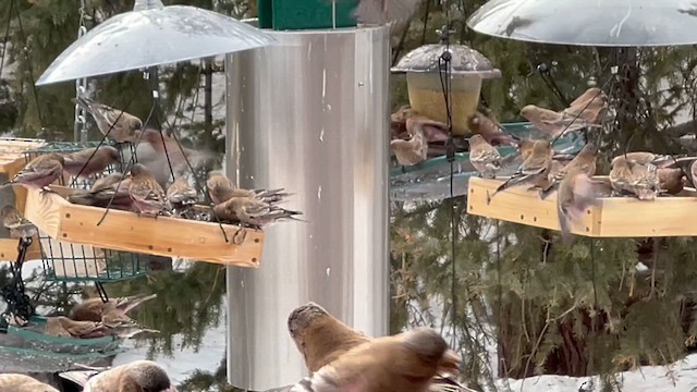 Brown-capped Rosy-Finch - ML647685651
