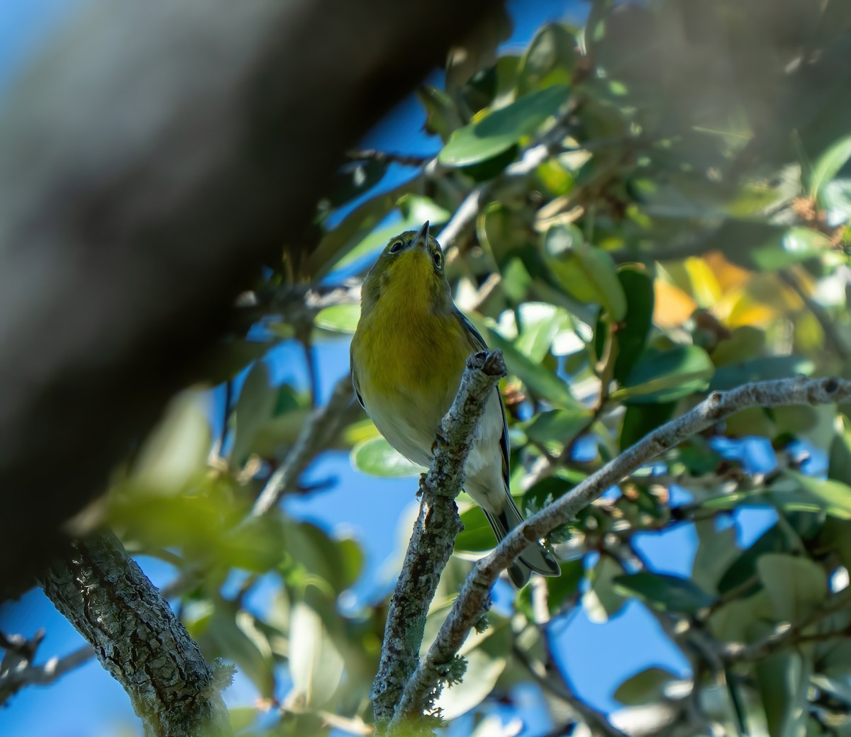 Pine Warbler - ML647685662