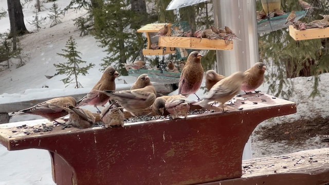 Brown-capped Rosy-Finch - ML647685666