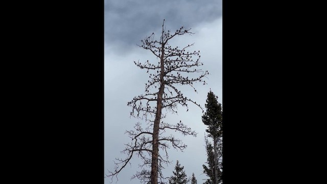 Brown-capped Rosy-Finch - ML647685671