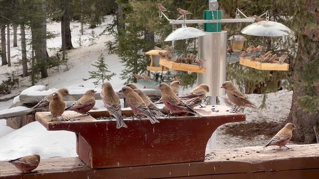 Brown-capped Rosy-Finch - ML647685682