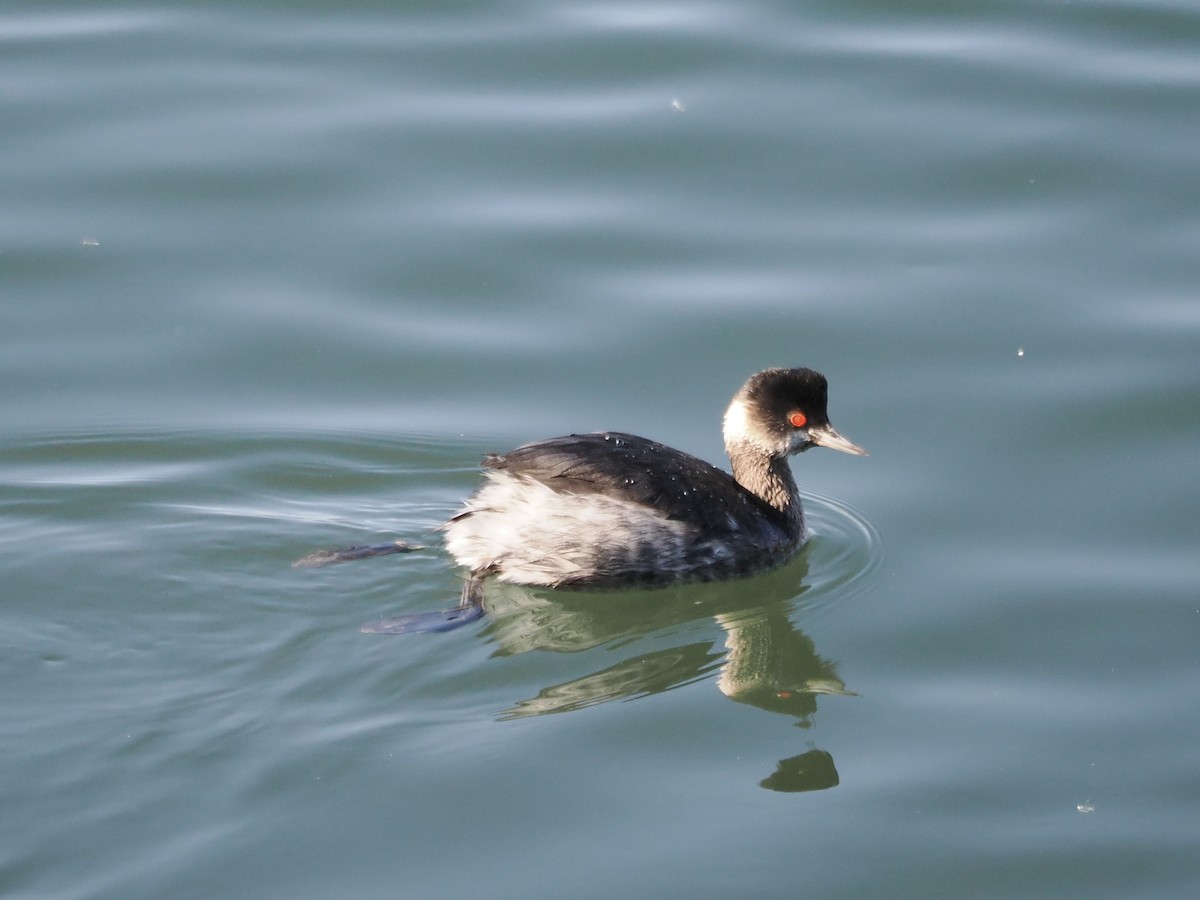Eared Grebe - ML647685684
