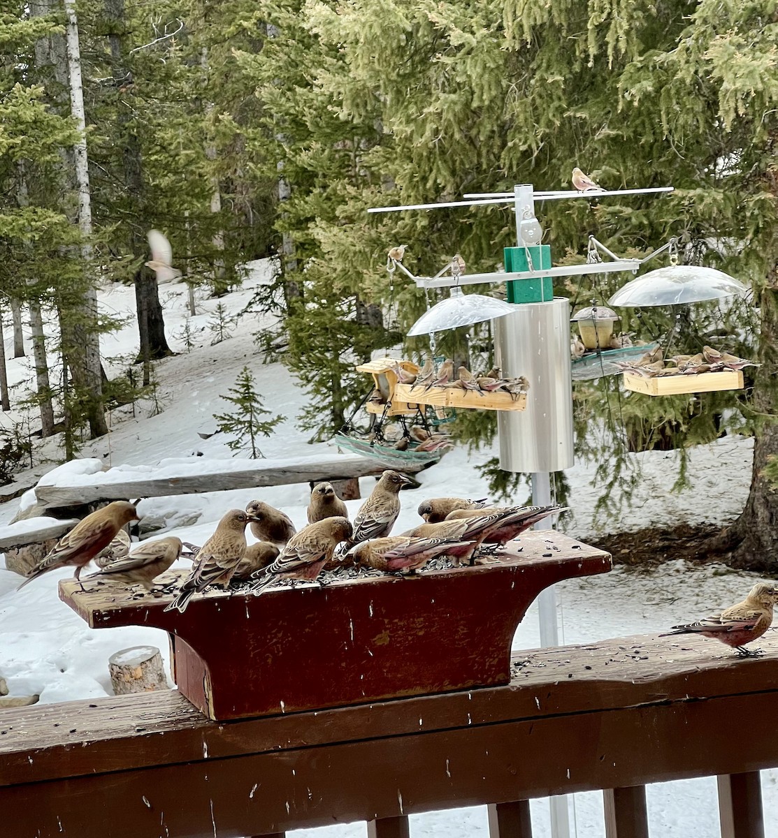 Brown-capped Rosy-Finch - ML647685701