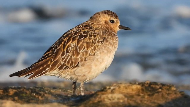 Pacific Golden-Plover - ML647685704