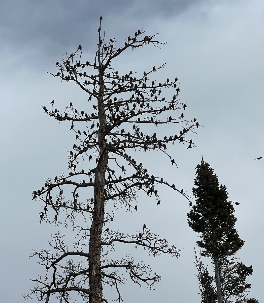Brown-capped Rosy-Finch - ML647685705