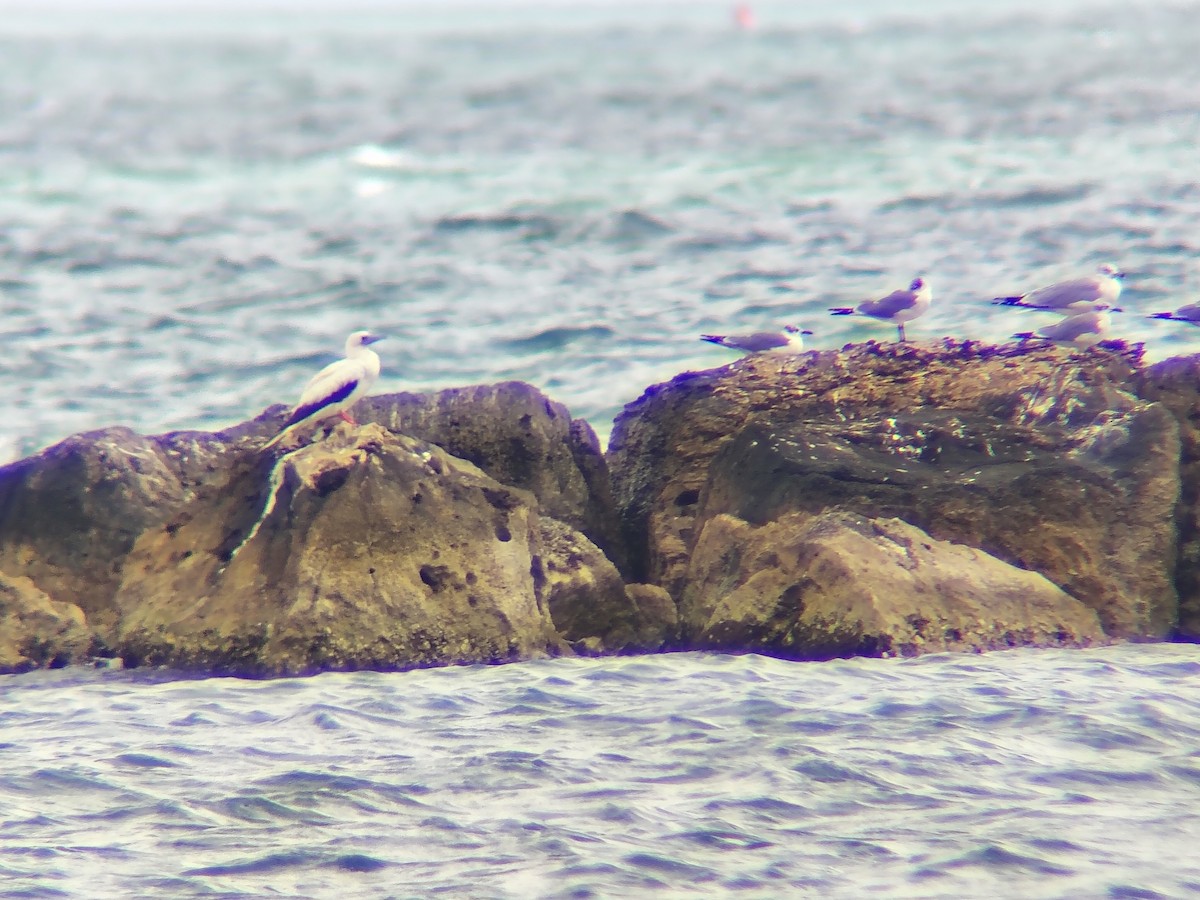 Red-footed Booby - ML647685719