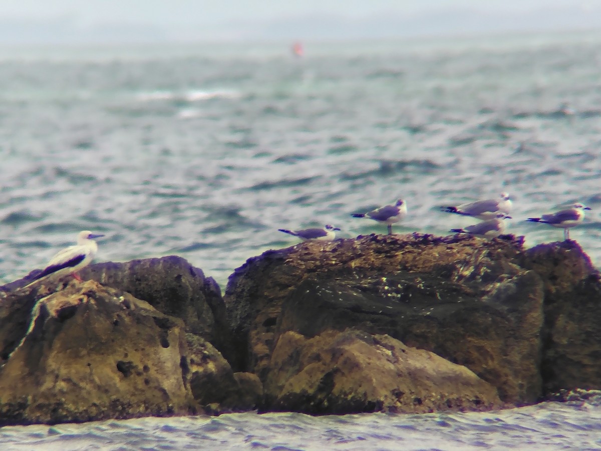 Red-footed Booby - ML647685720