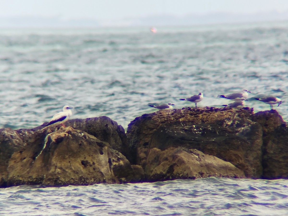 Red-footed Booby - ML647685722