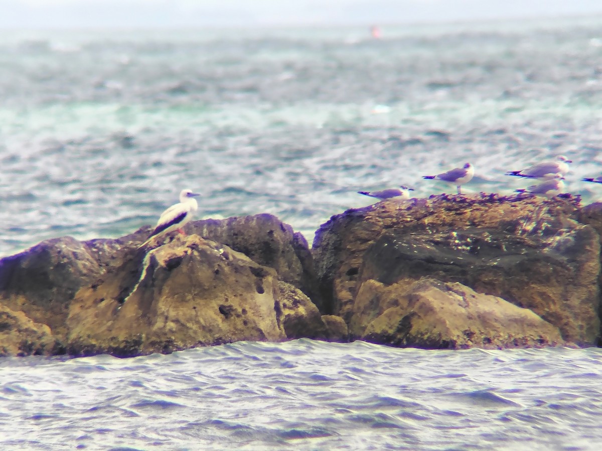 Red-footed Booby - ML647685724