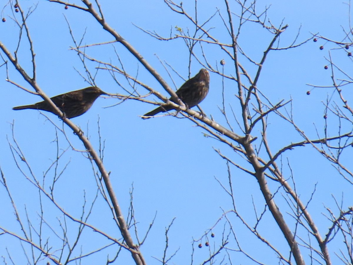 Red-winged Blackbird - ML647685726