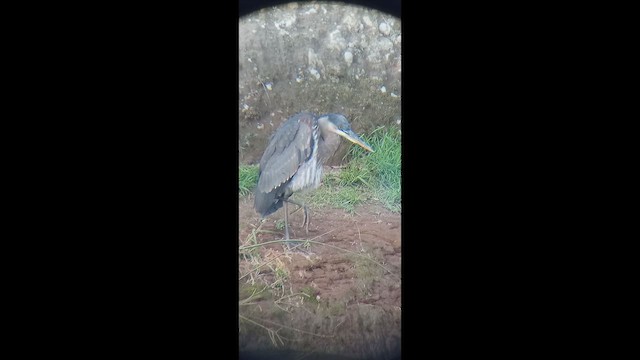 Great Blue Heron - ML647685731