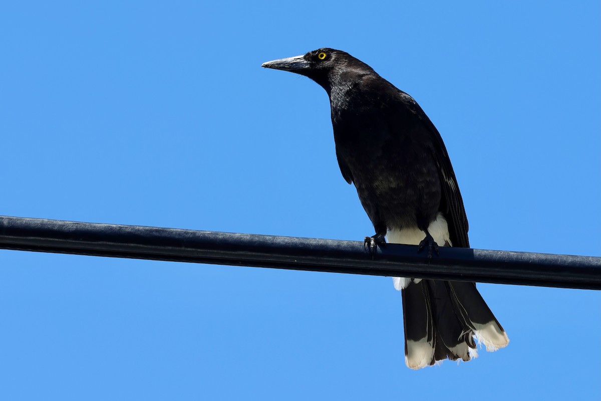 østkurrawong - ML647685750