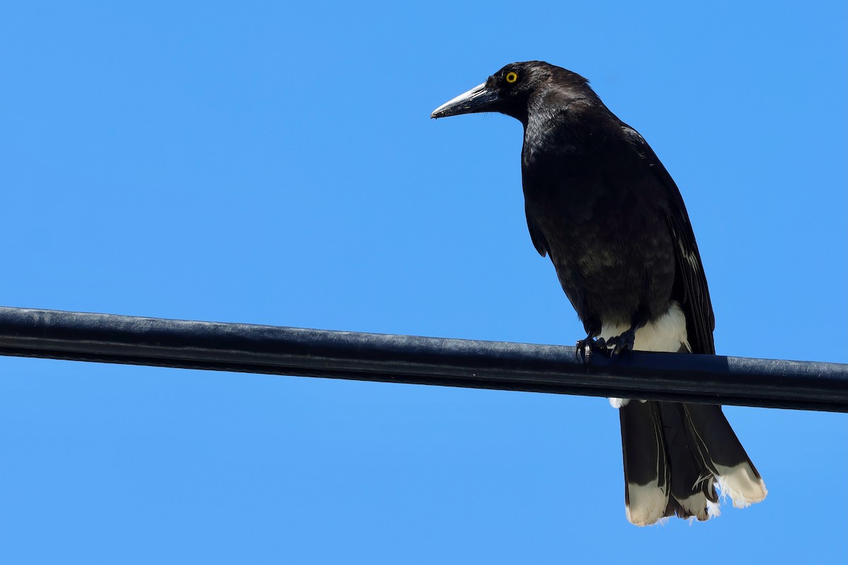 østkurrawong - ML647685751