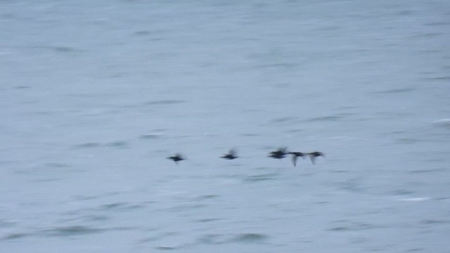 Common Scoter - ML647685777