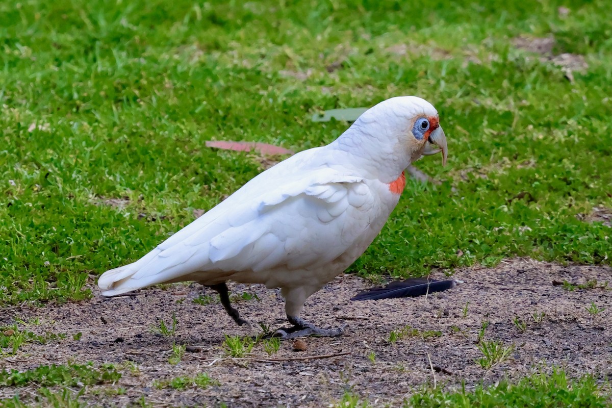langnebbkakadu - ML647685795