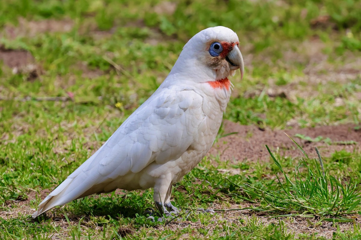 langnebbkakadu - ML647685796