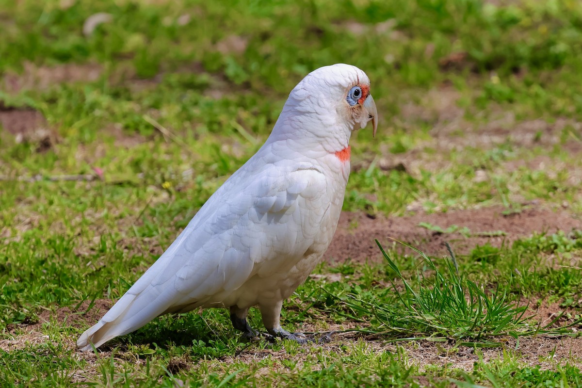 langnebbkakadu - ML647685798