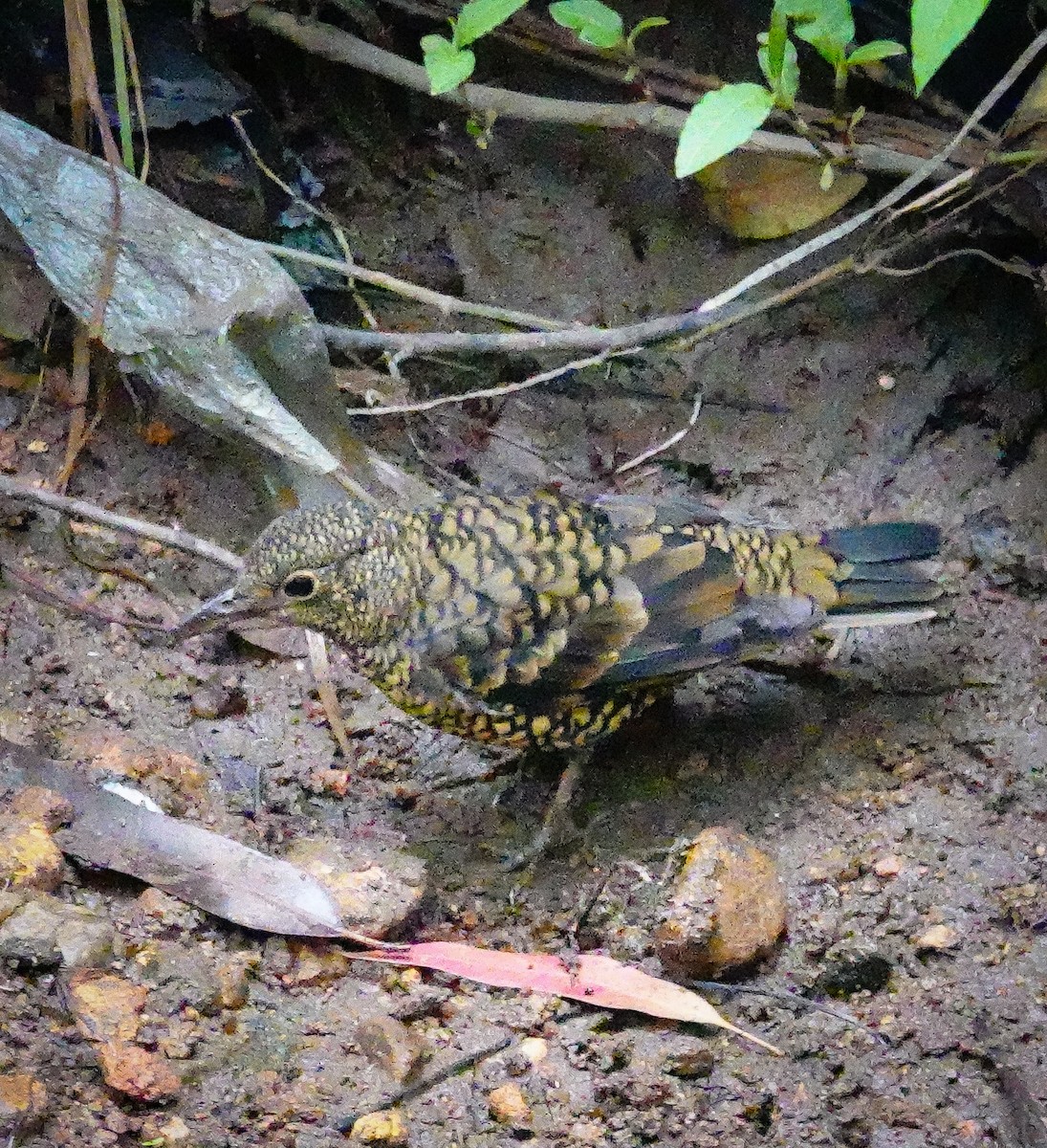Sri Lanka Thrush - ML647685810