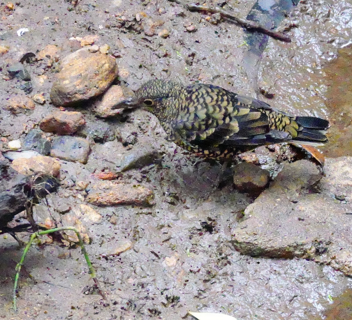 Sri Lanka Thrush - ML647685811