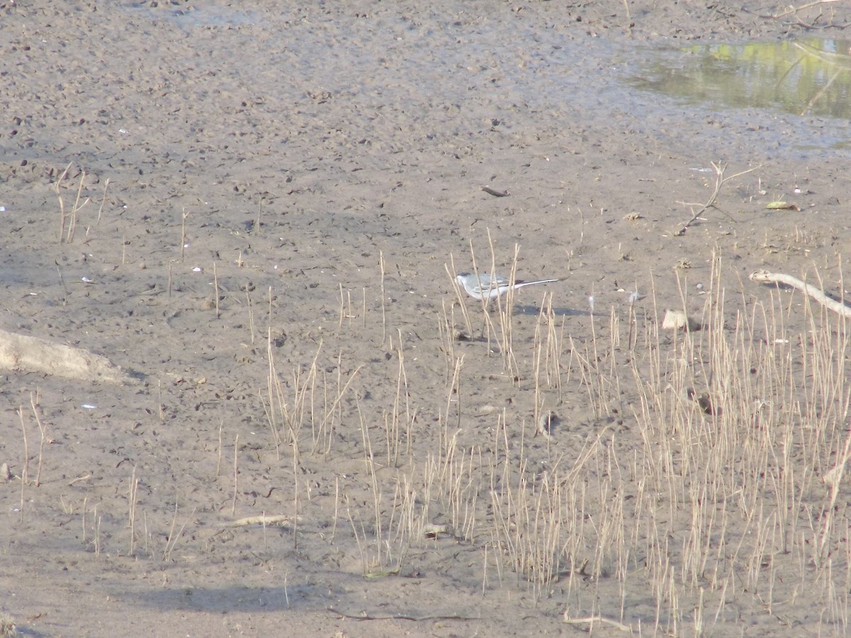 White Wagtail - ML647685814