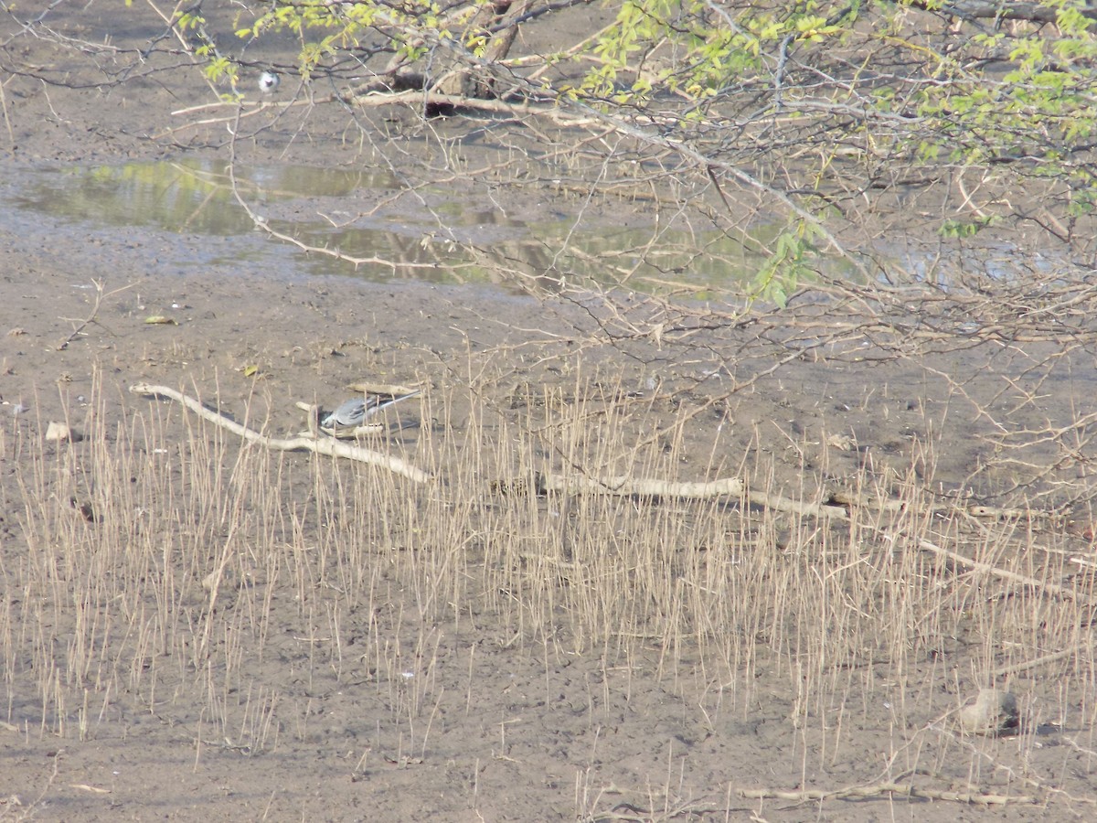 White Wagtail - ML647685815