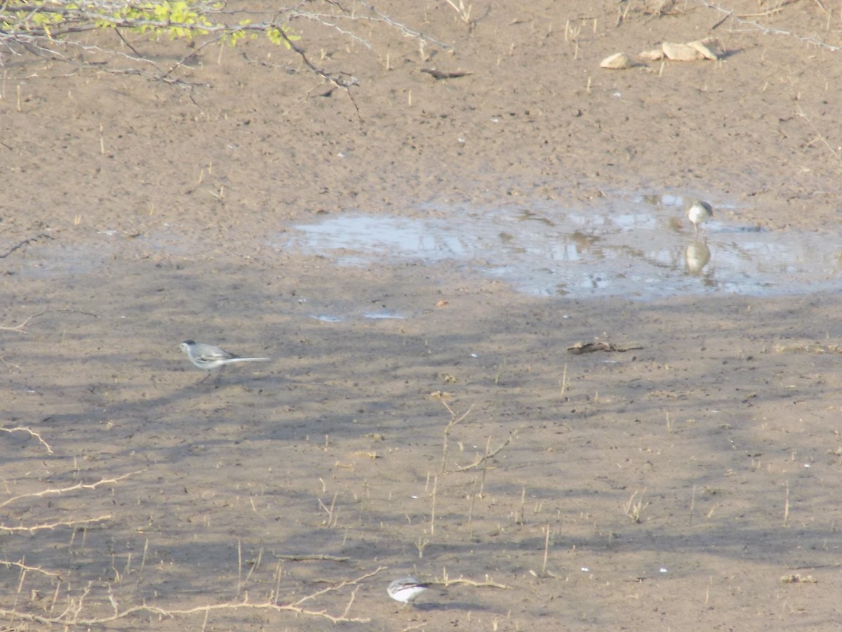 White Wagtail - ML647685816