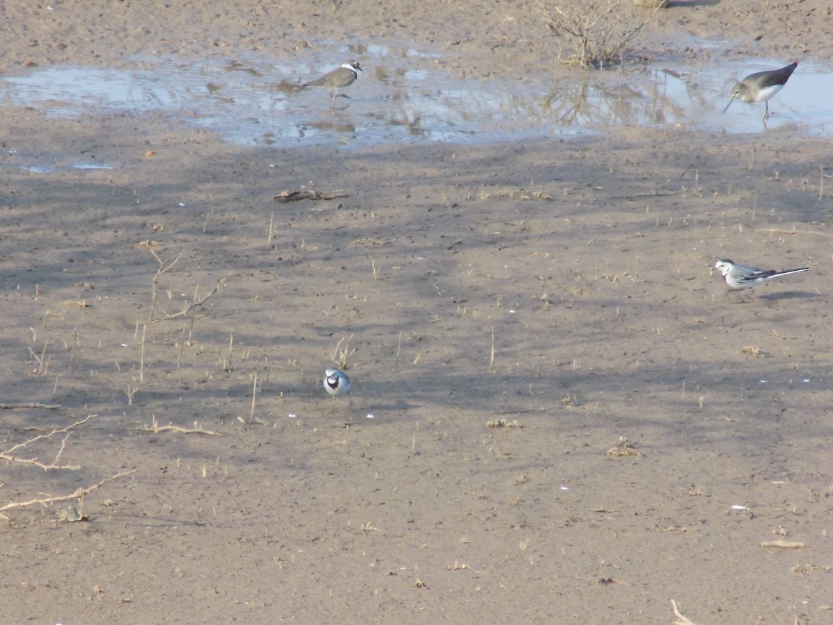 White Wagtail - ML647685817