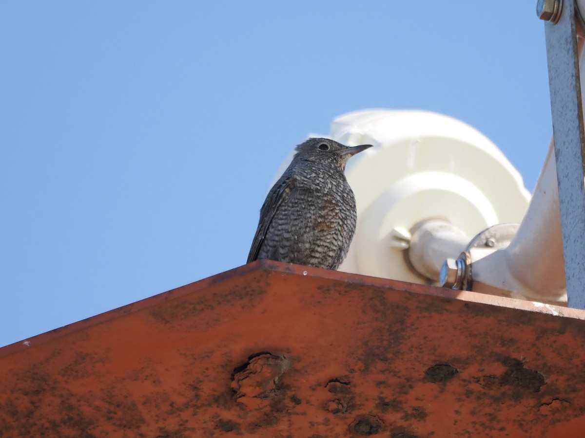 藍磯鶇 - ML647685818