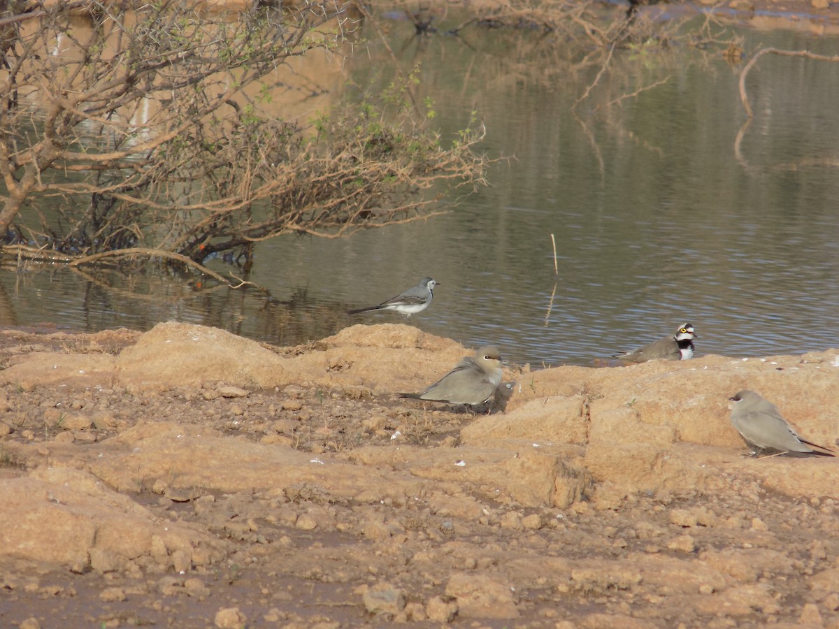 White Wagtail - ML647685820