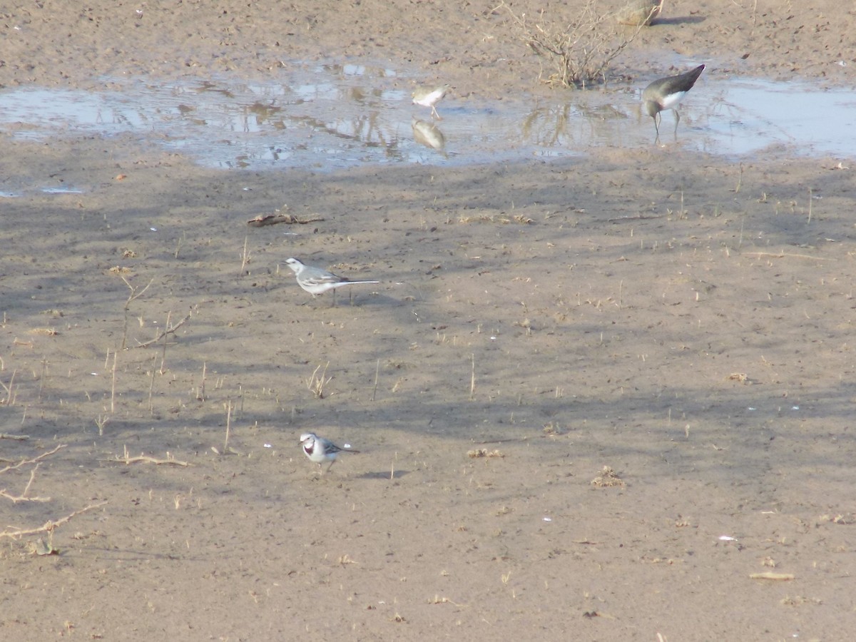 White Wagtail - ML647685821