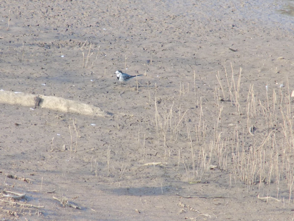 White Wagtail - ML647685825