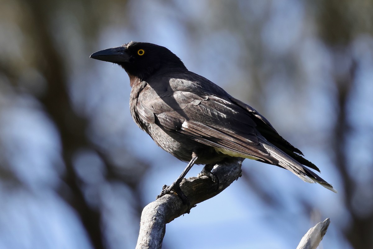 østkurrawong - ML647685833