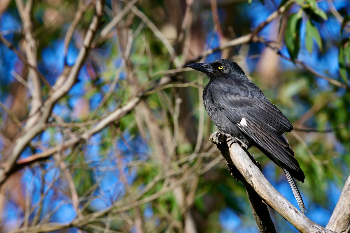 østkurrawong - ML647685834