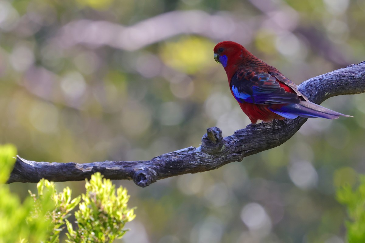 rødrosella - ML647685837