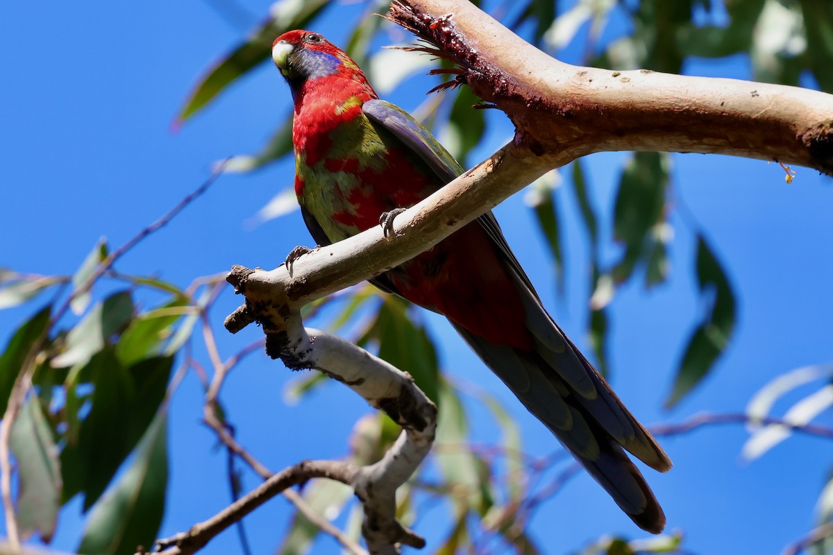 rødrosella - ML647685838